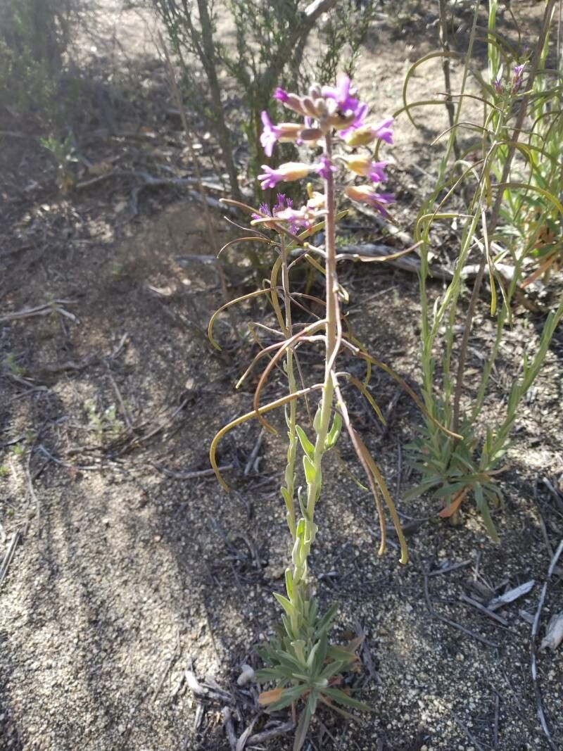 Boechera hoffmannii flower