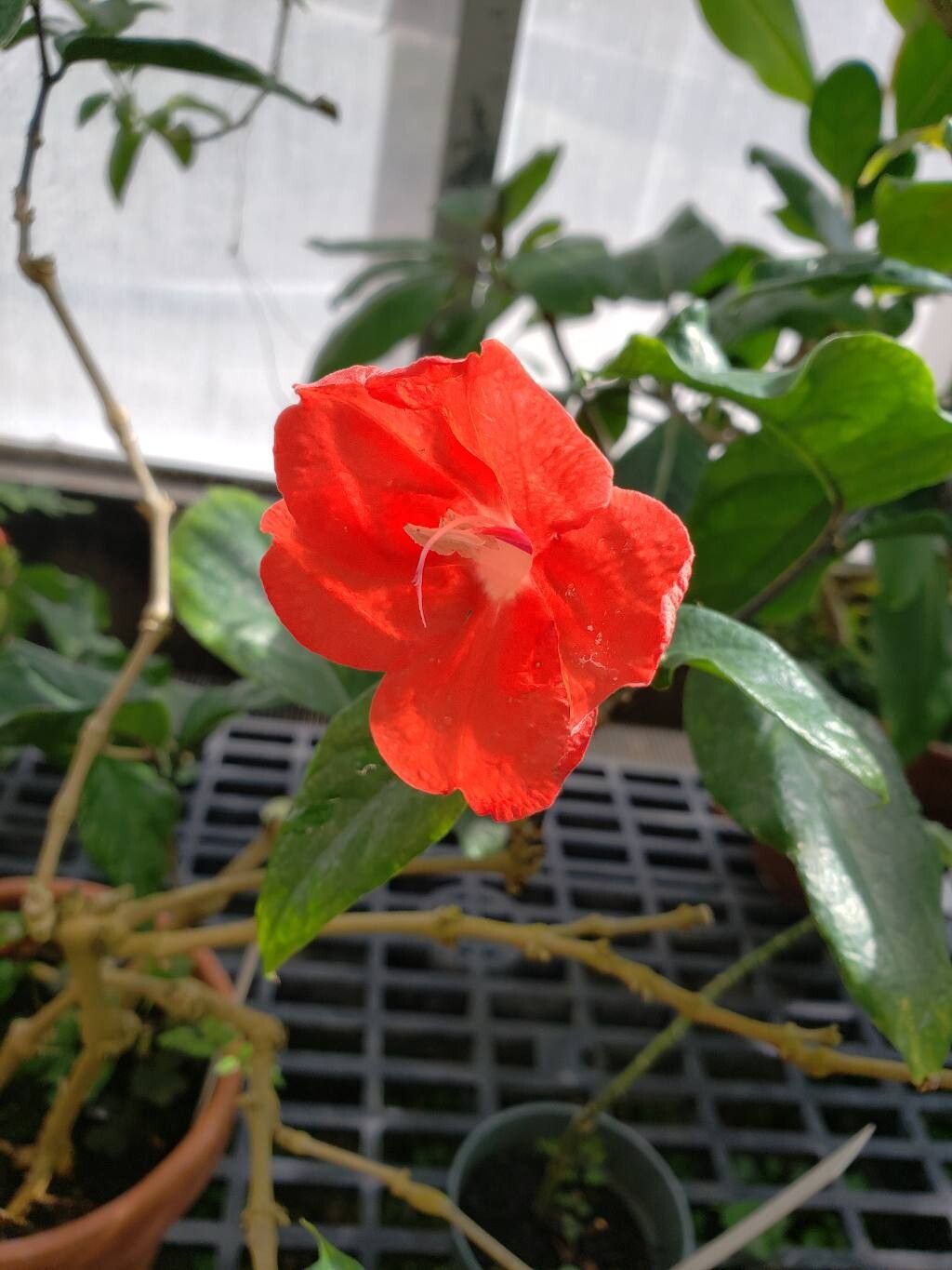 Ruellia affinis flower