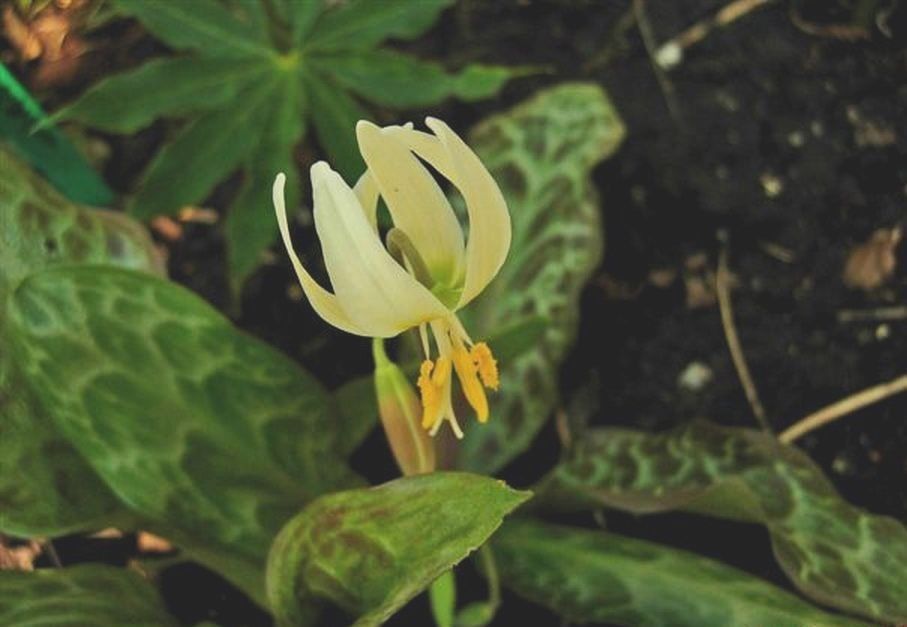 Erythronium citrinum flower