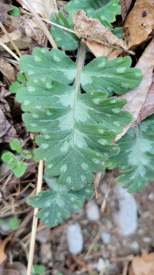 Hydrophyllum macrophyllum leaf
