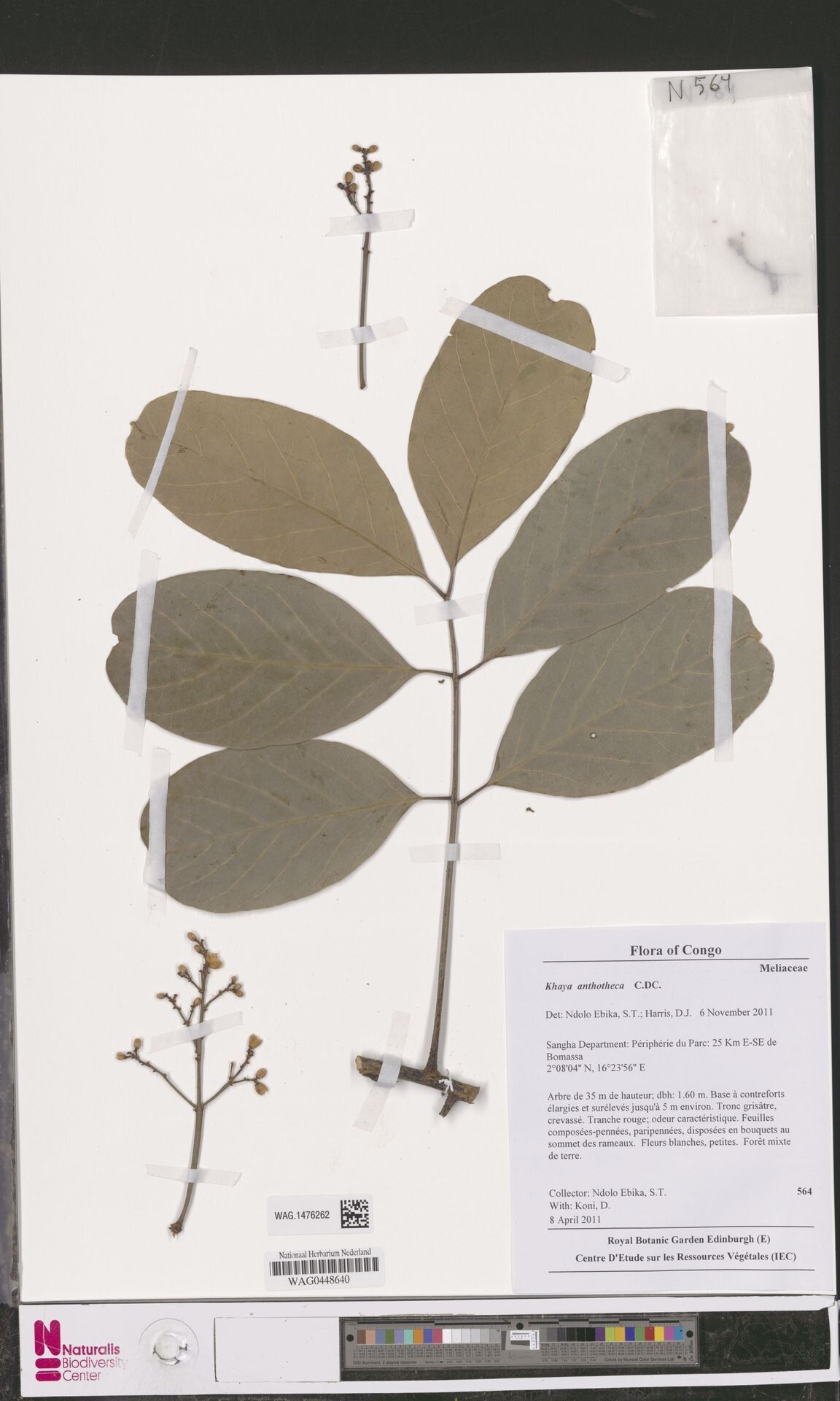 Khaya euryphylla — related species from the same genus