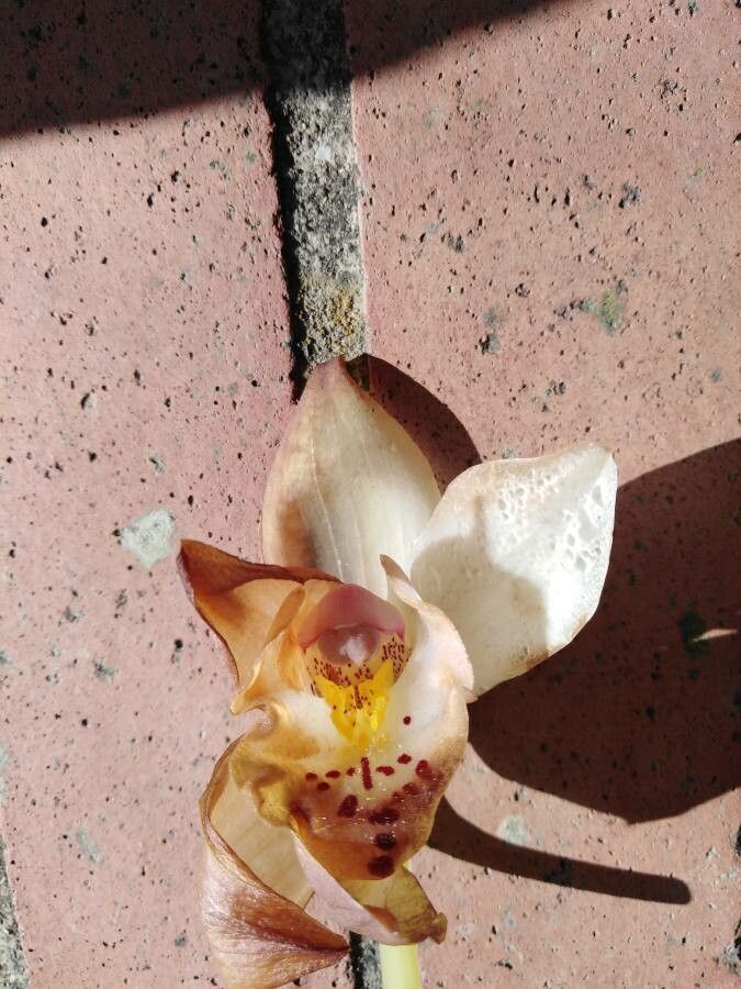 Stanhopea ecornuta — search result for 'El Salvador'