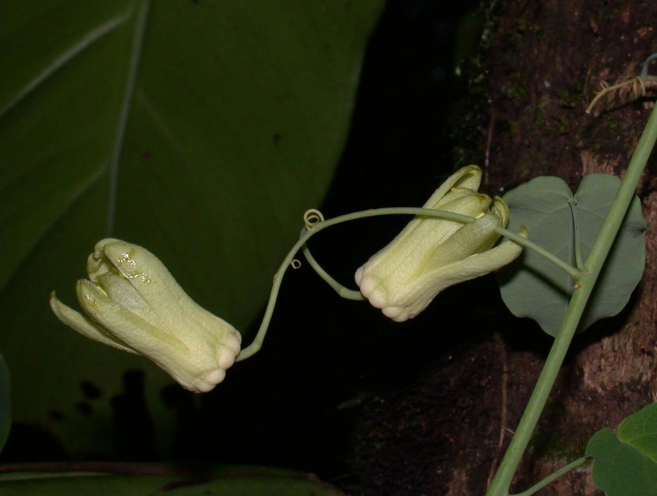 Passiflora arbelaezii fruit