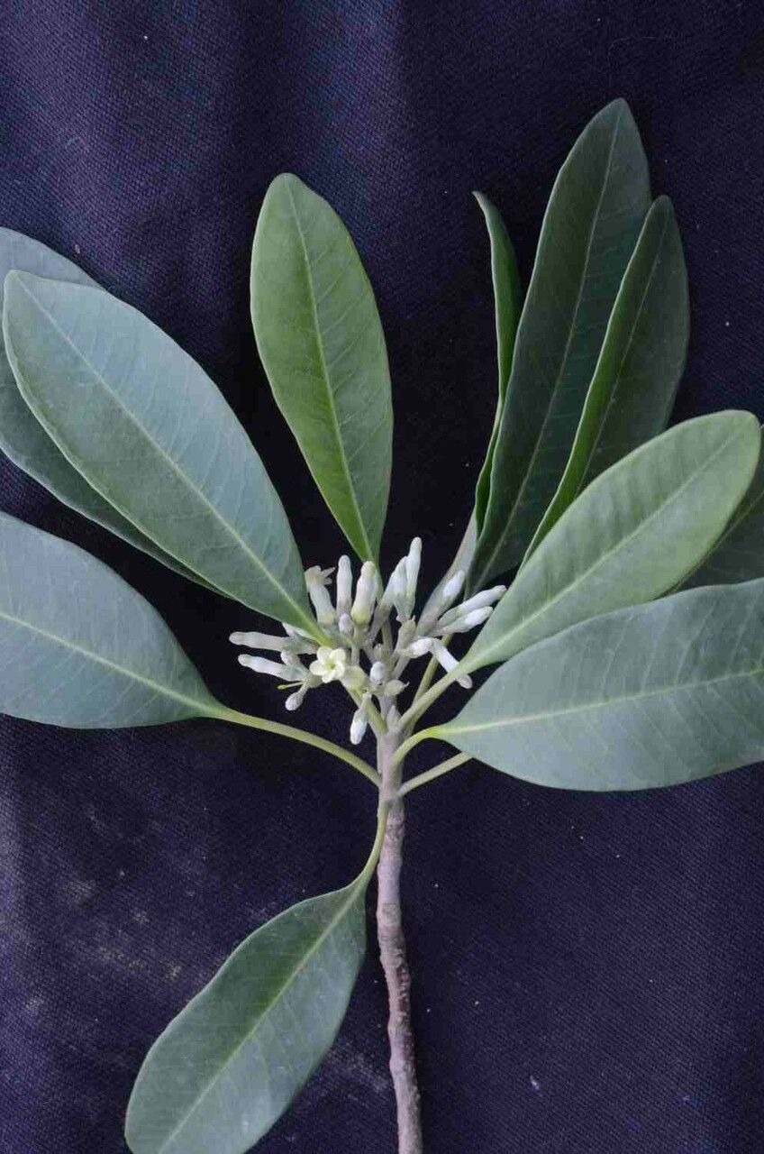 Aspidosperma australe flower