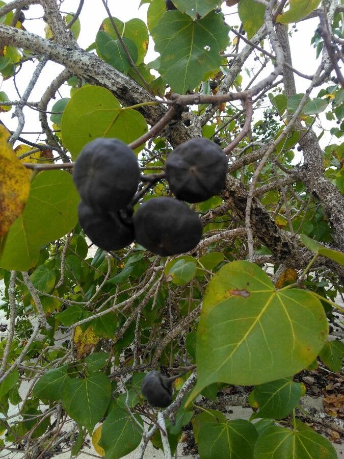 Thespesia populnea fruit