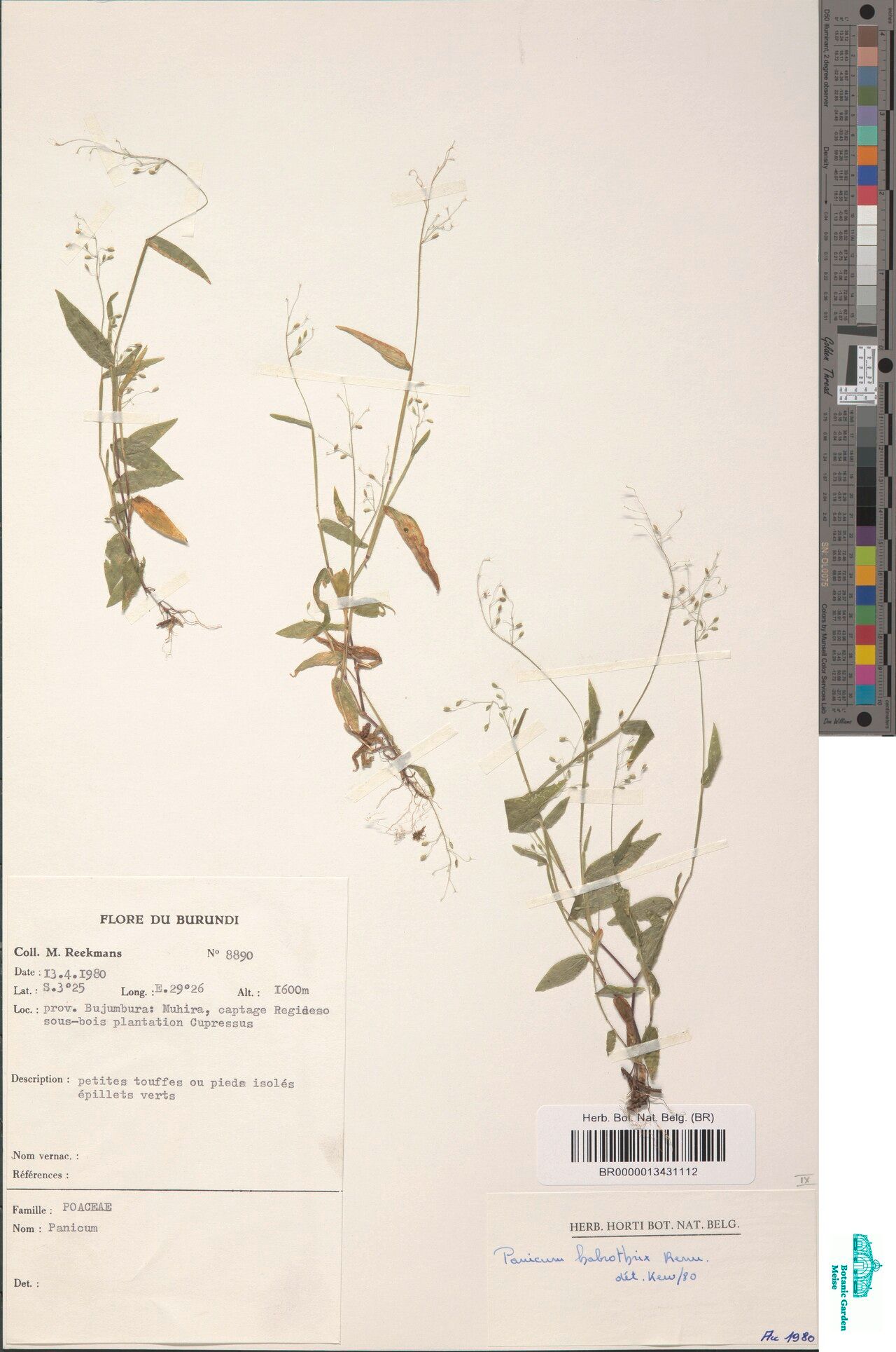 Adenochloa habrothrix — related species from the same genus