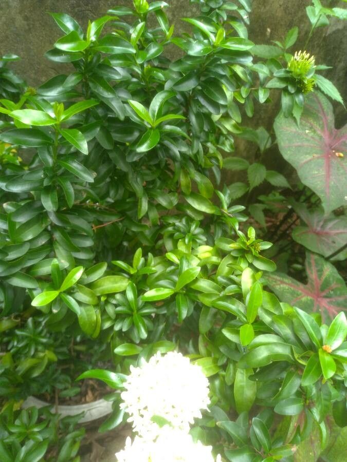 Ixora vieillardii — search result for 'Ixora'