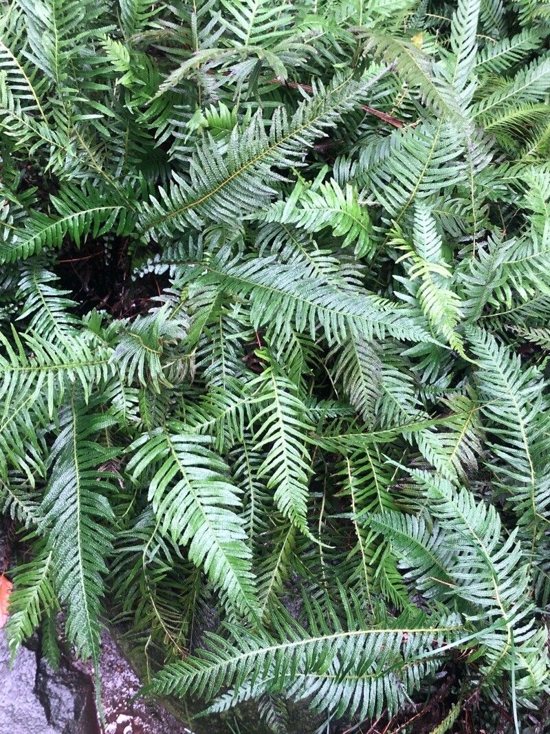 Blechnum neohollandicum — houseplant care guide