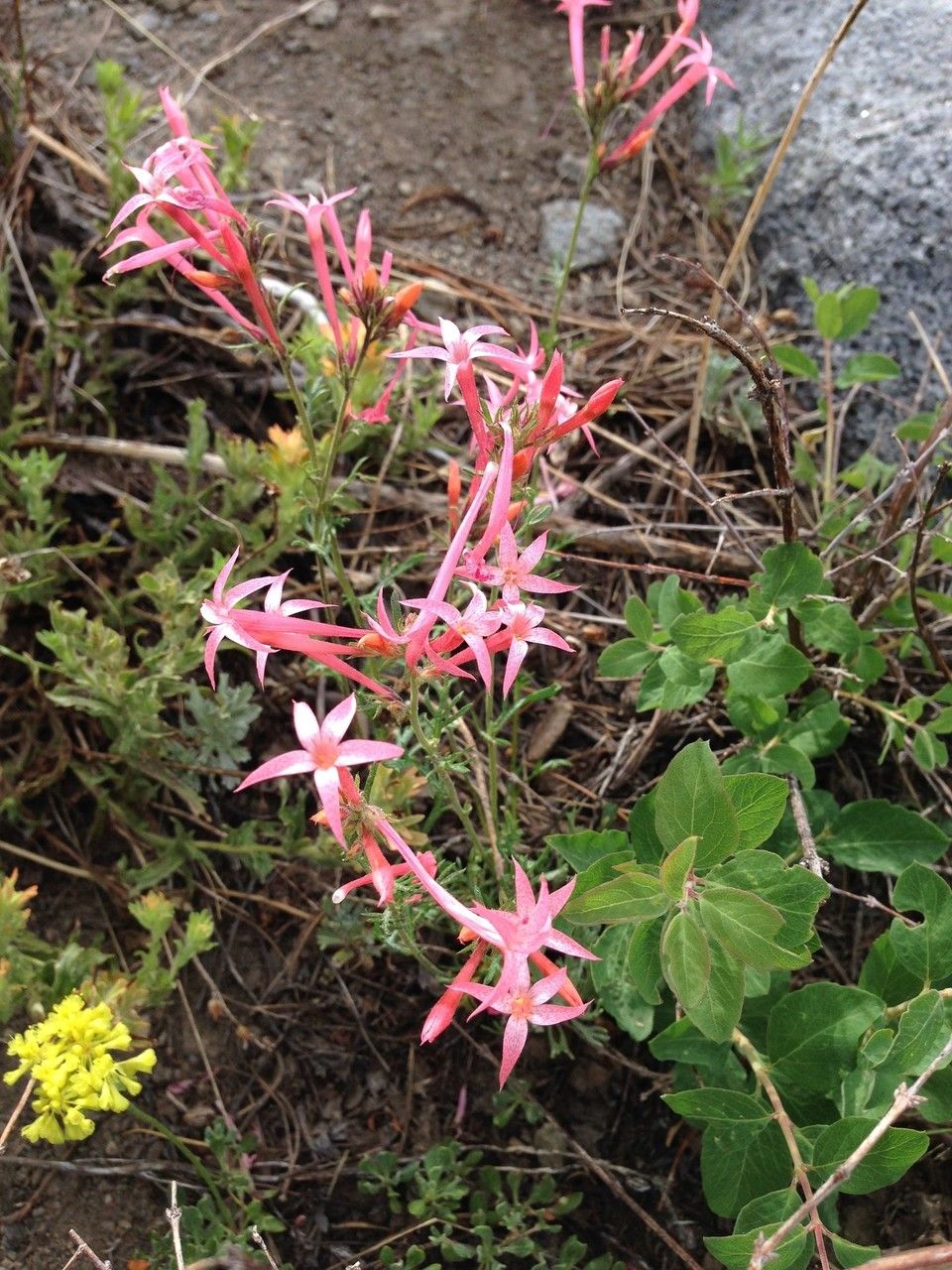 Ipomopsis tenuituba habit