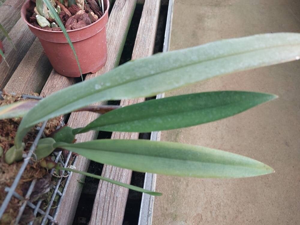 Maxillaria acutifolia — related species from the same genus