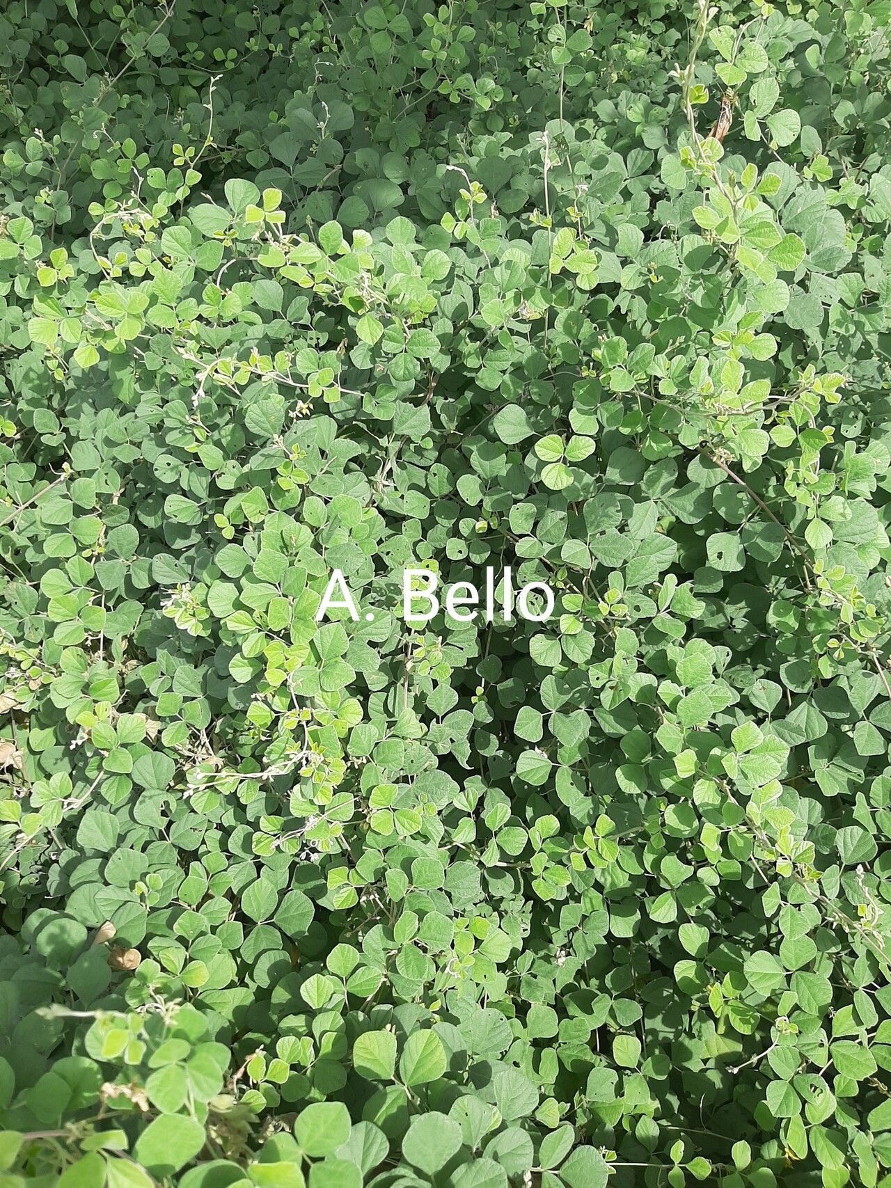 Rhynchosia densiflora — houseplant care guide