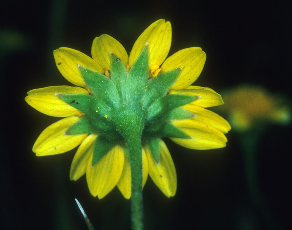 Lasthenia burkei — related species from the same genus