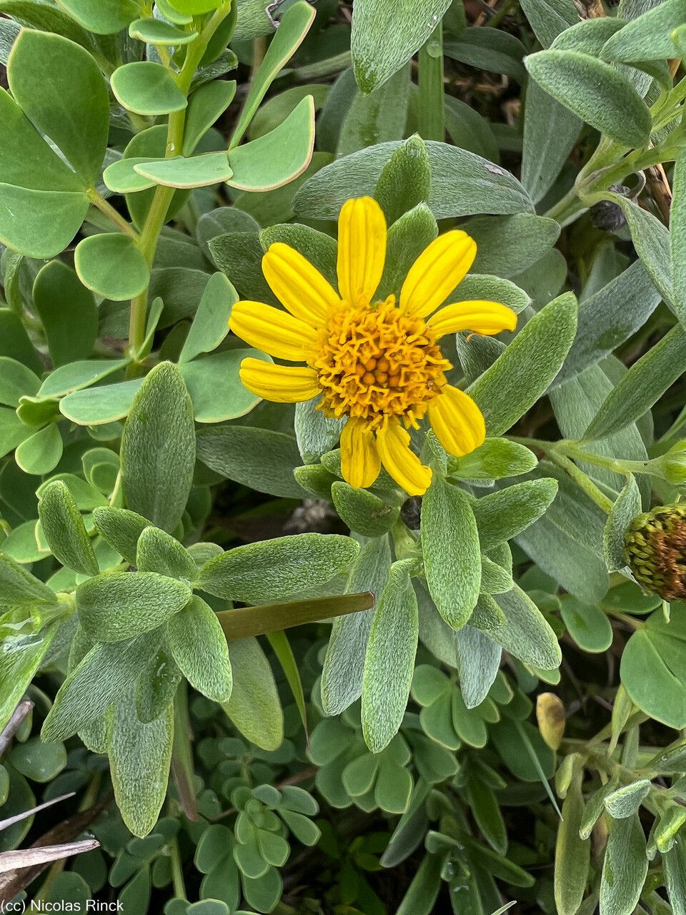 Melanthera lifuana flower