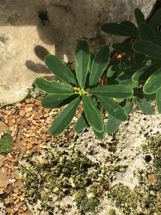 Daphne gemmata — search result for 'Daphne'