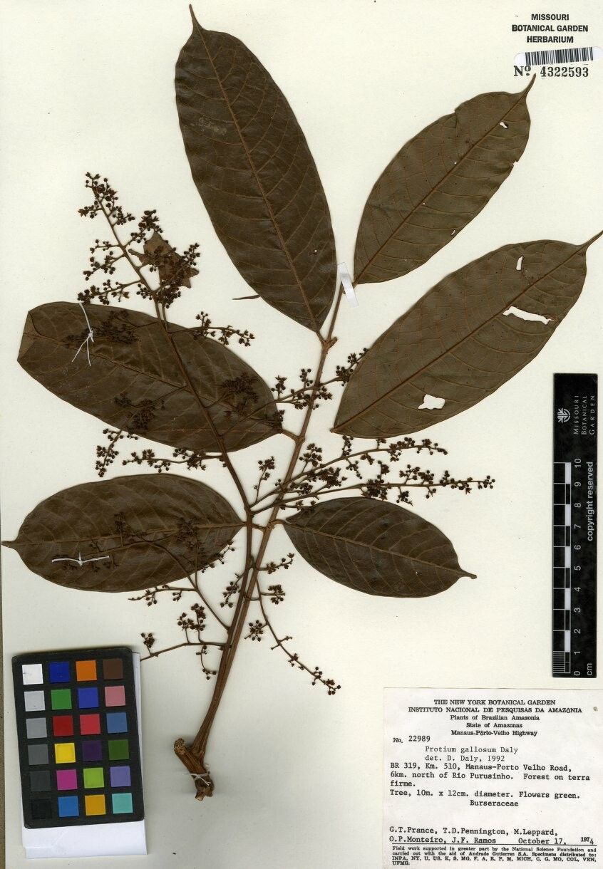 Protium gallosum — houseplant care guide