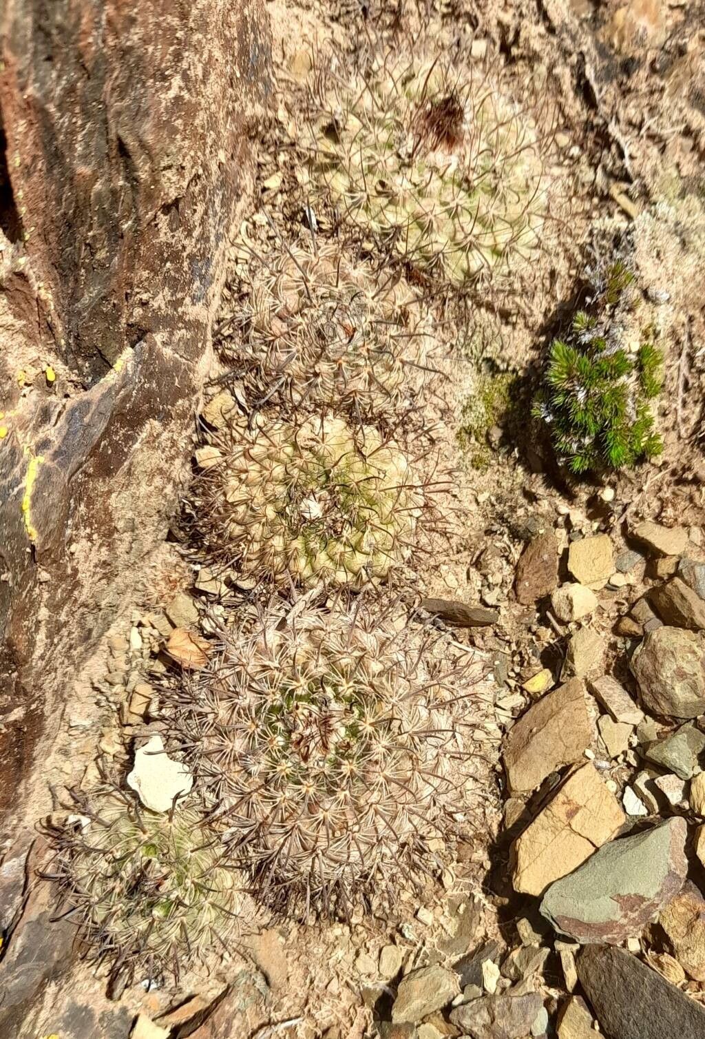 Parodia horrida habit