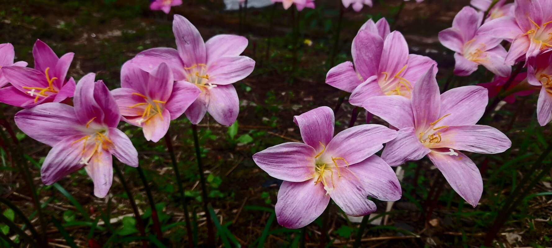 Zephyranthes robusta flower