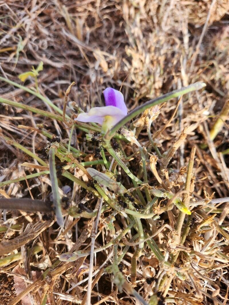 Vigna frutescens fruit