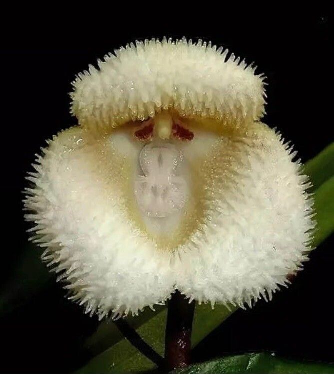Dendrobium parishii — search result for 'Laos'
