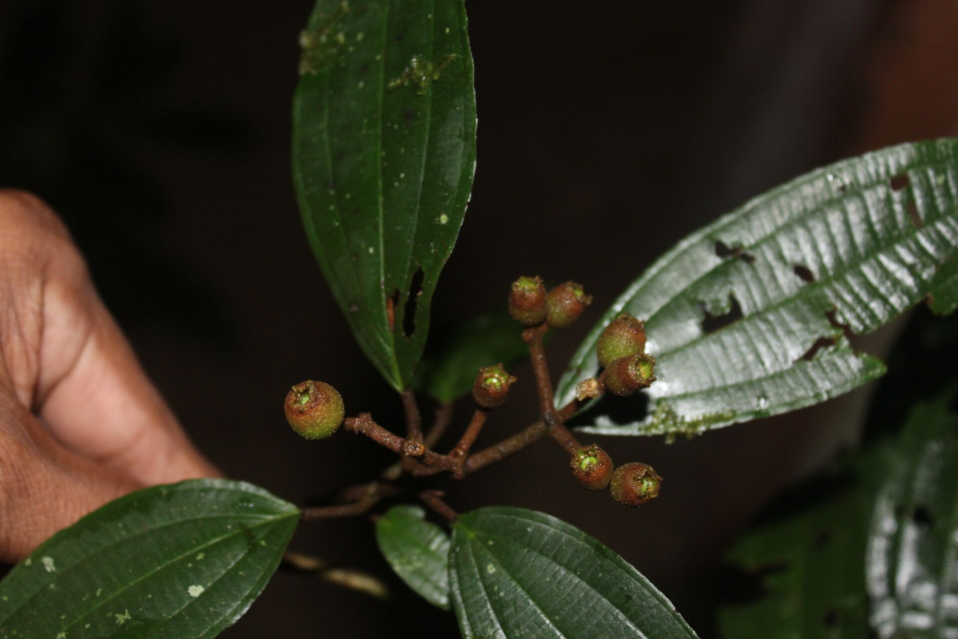 Miconia incurva leaf