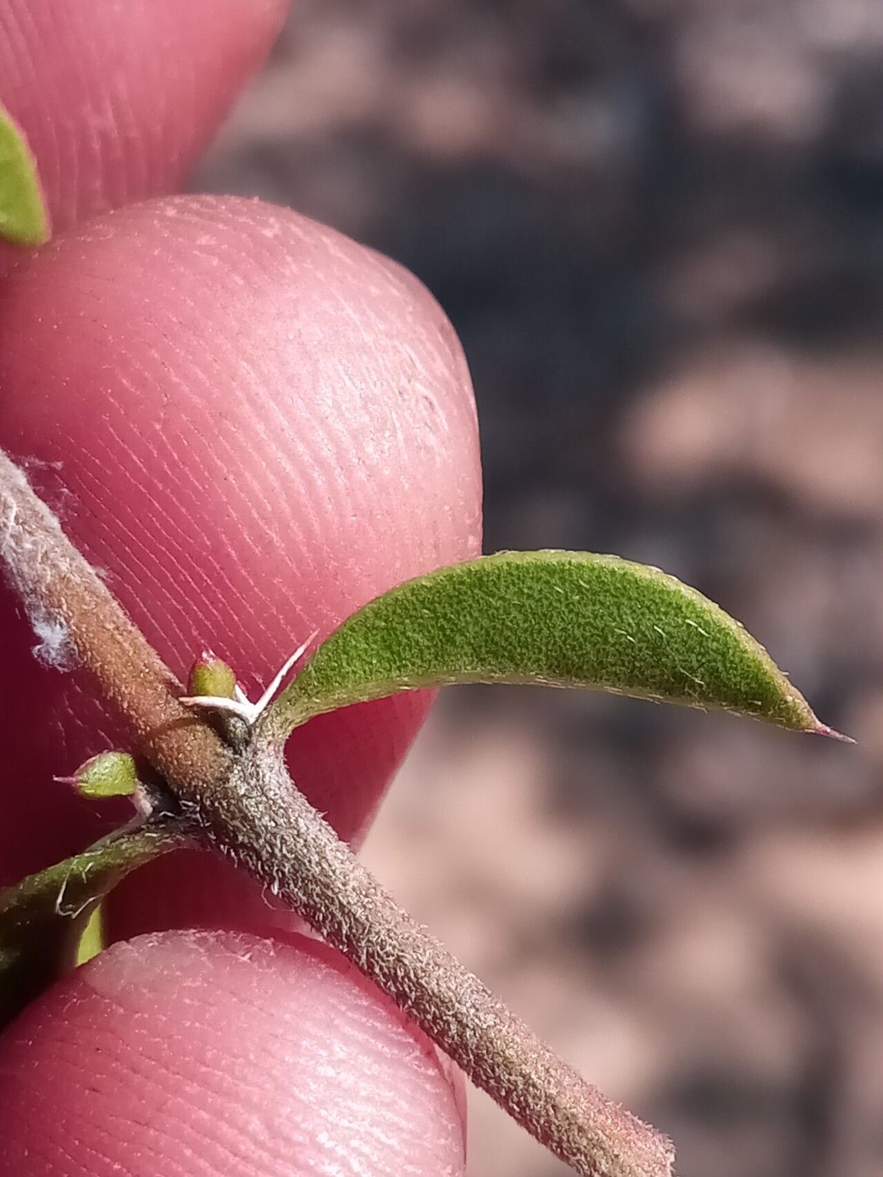 Barleria decaryi bark