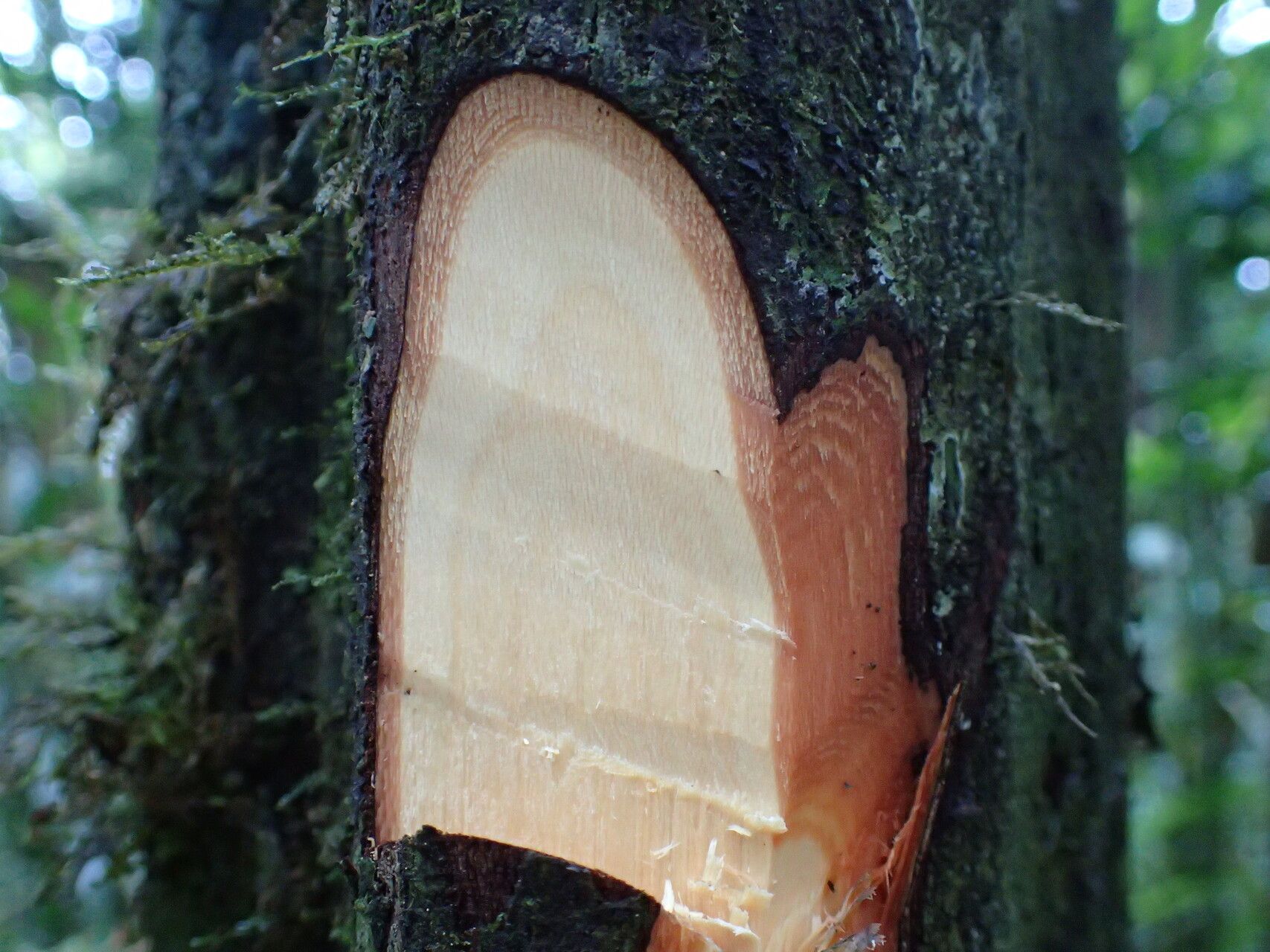 Piptostigma mayndongtsaeanum bark