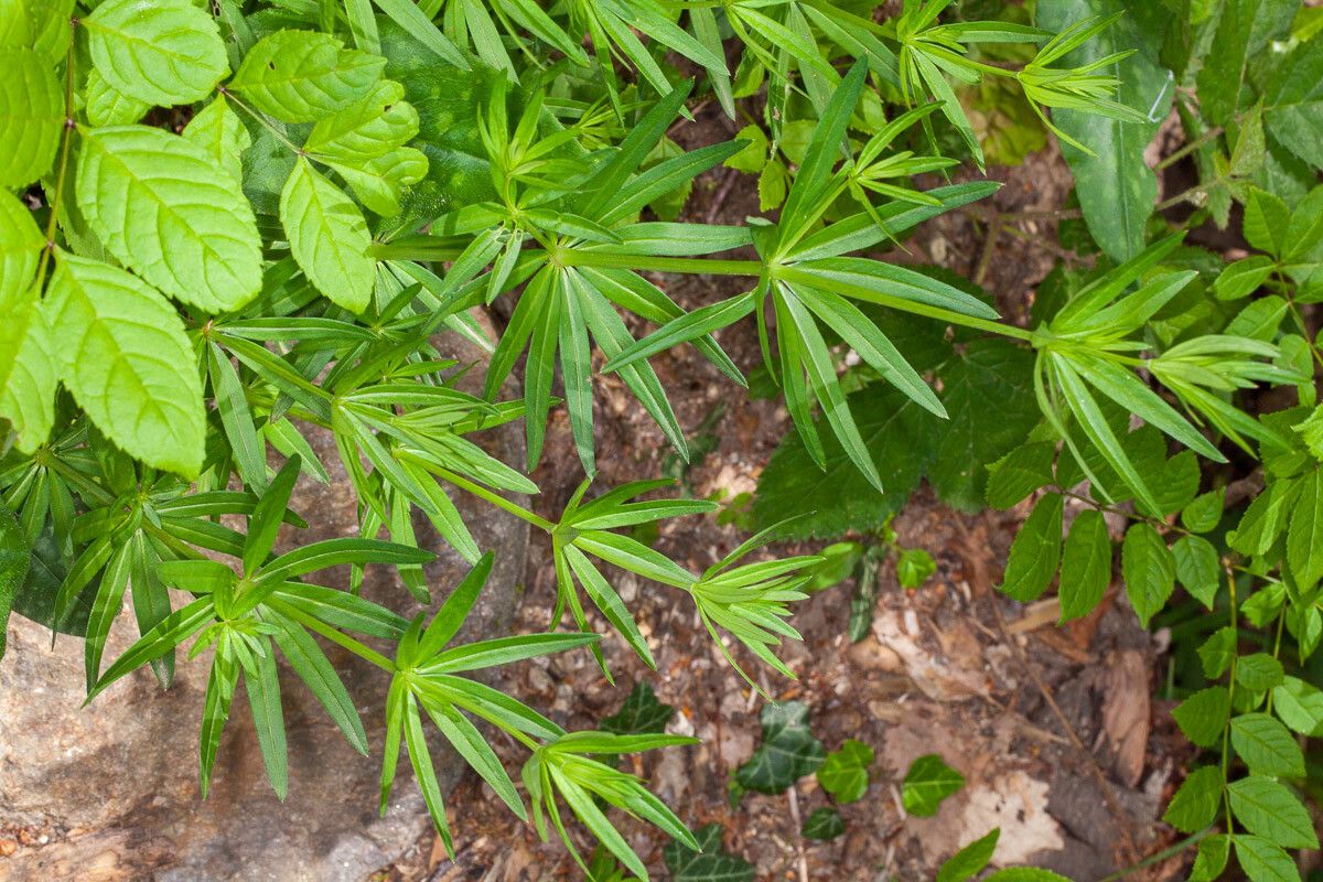 Galium laevigatum — search result for 'Croatia'