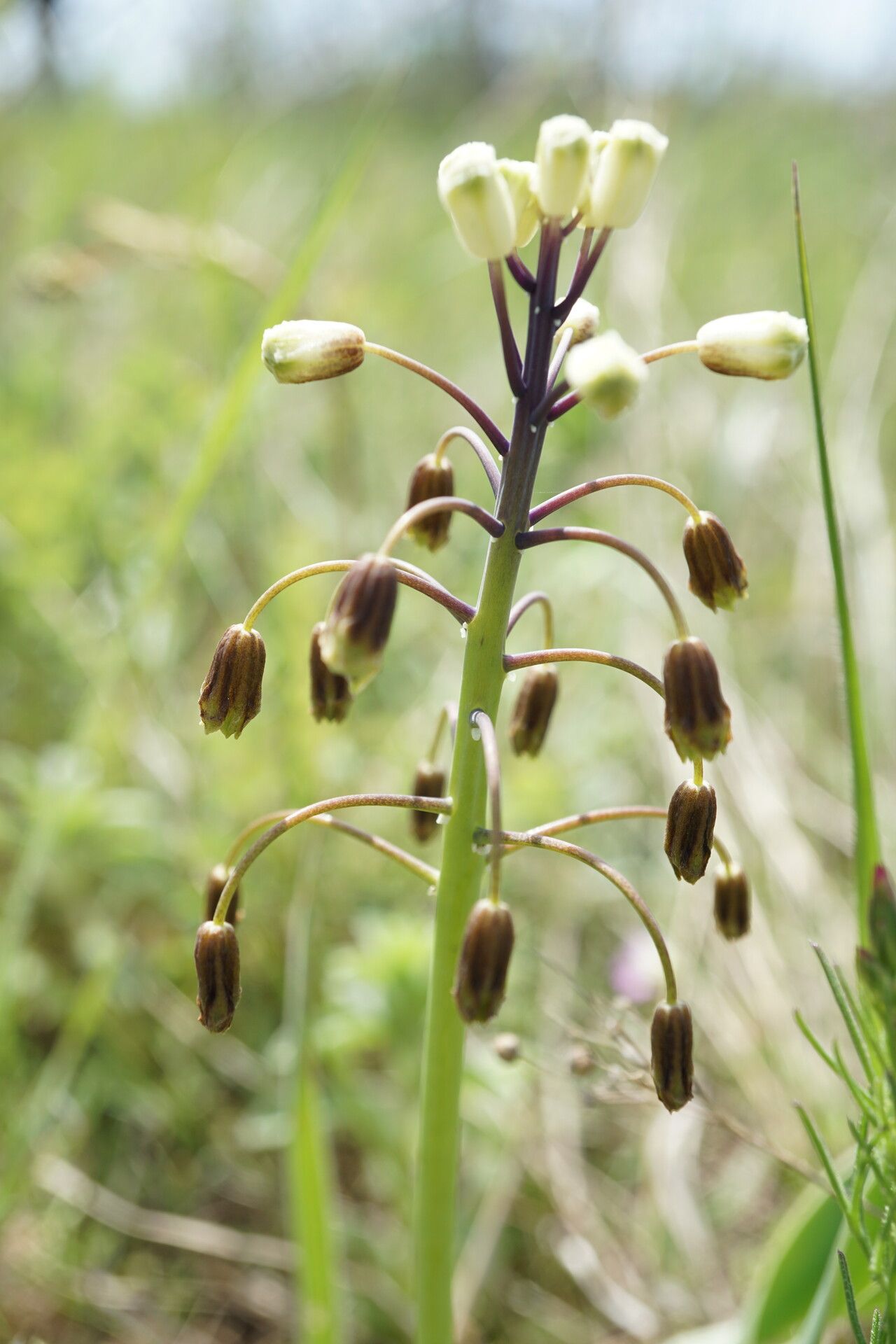 Bellevalia speciosa flower