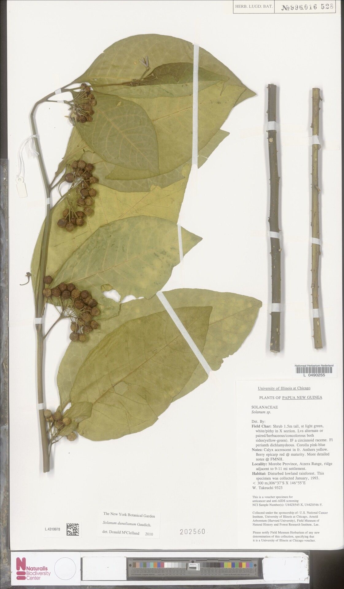 Solanum dunalianum — houseplant care guide