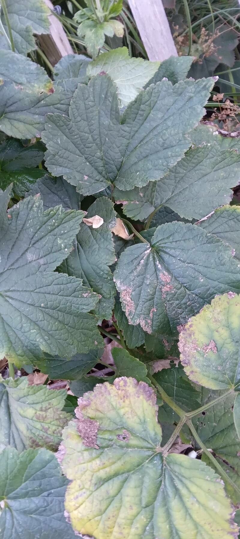 Anemone x hybrida — search result for 'Eriocapitella'