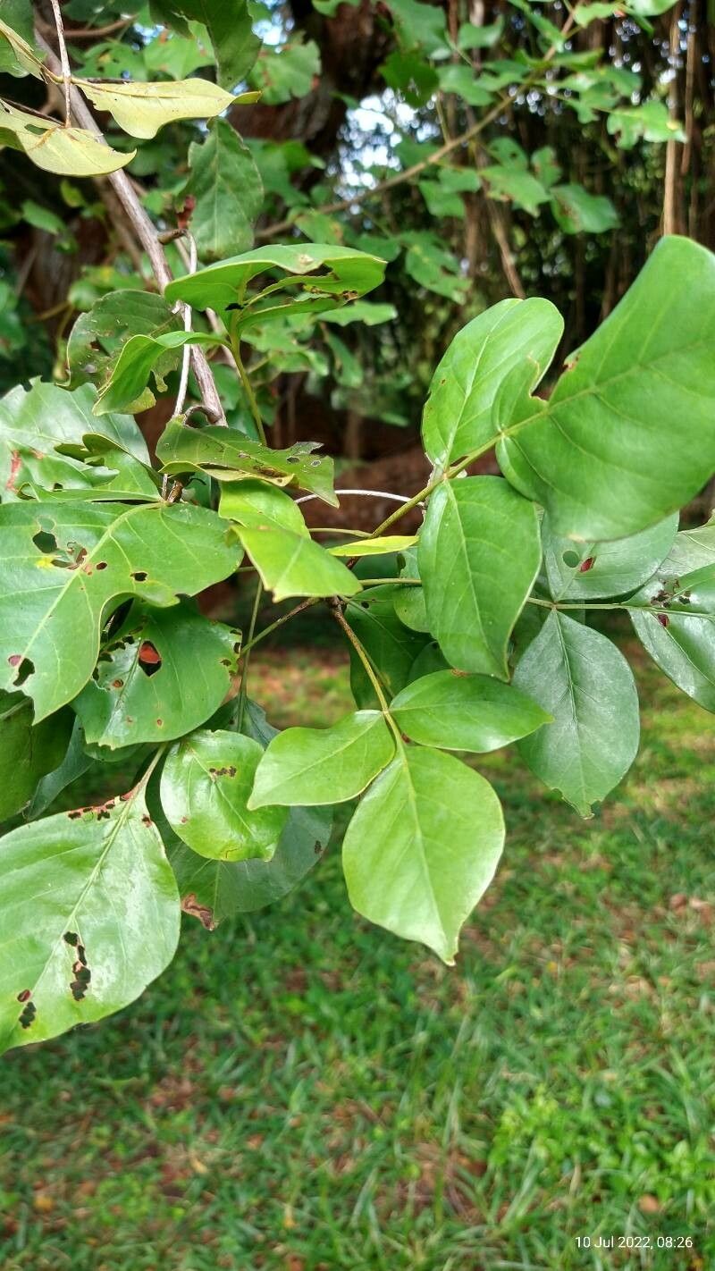 Lannea schweinfurthii — search result for 'Congo'