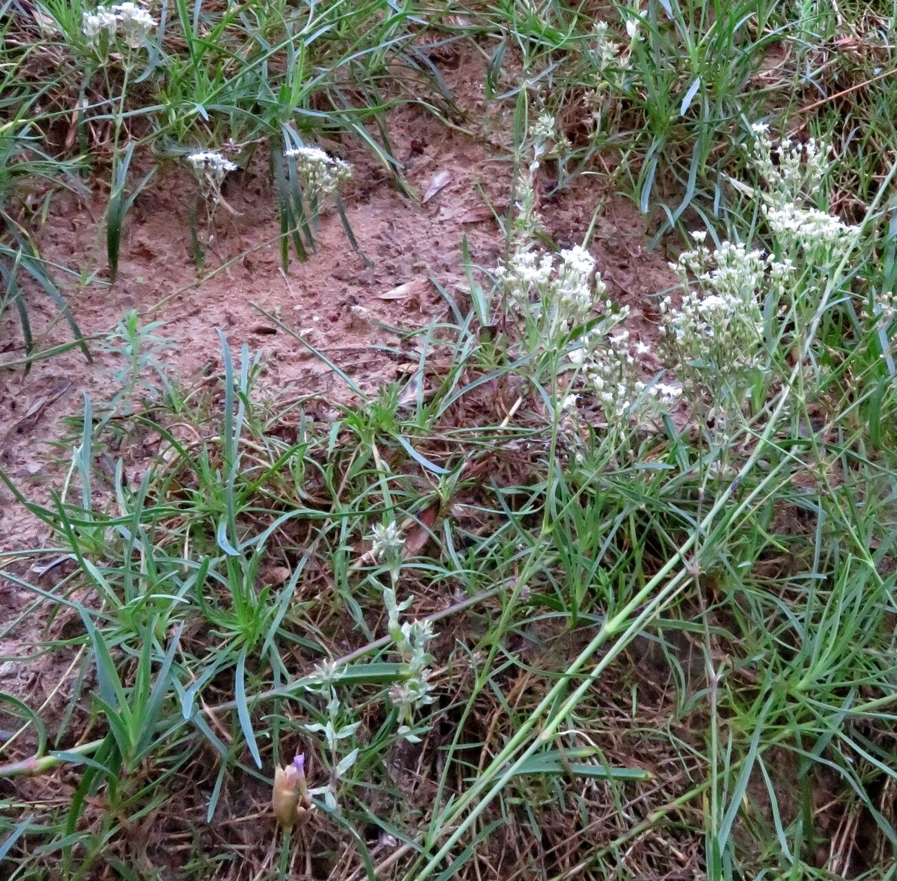 Gypsophila fastigiata habit