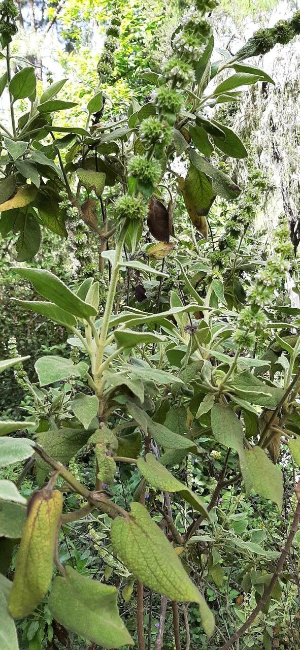 Sideritis canariensis leaf