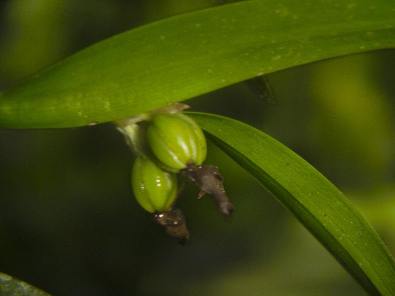 Epidendrum octomerioides fruit