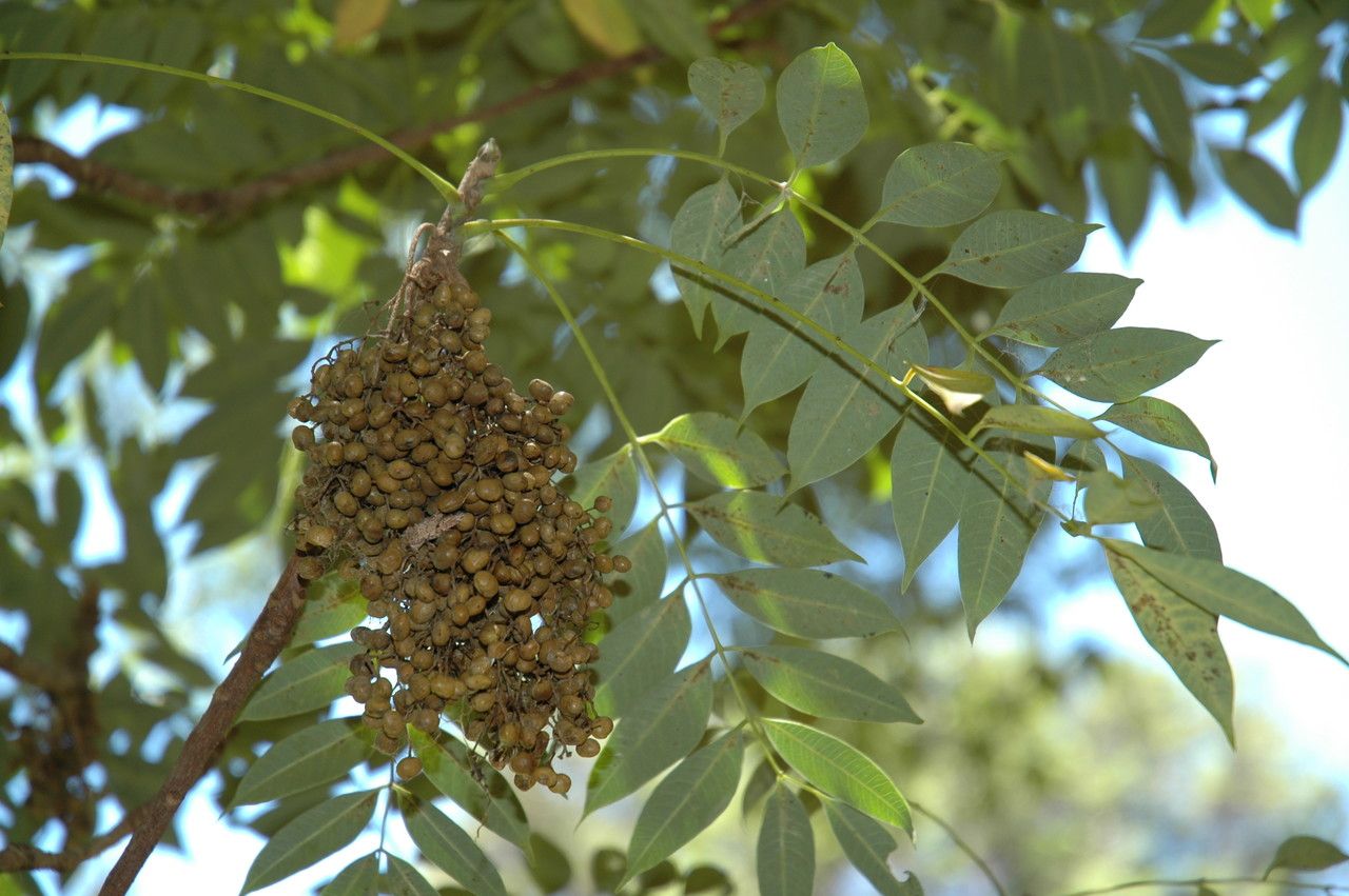 Toxicodendron succedaneum — search result for 'Vietnam'