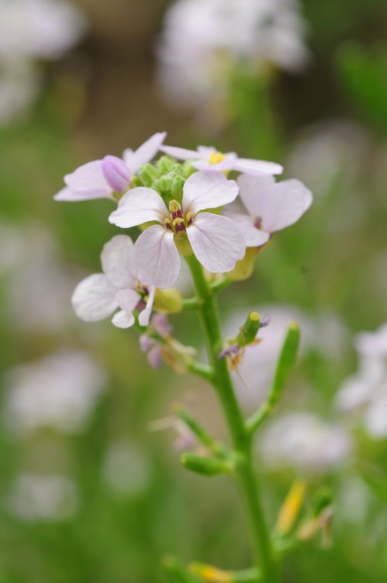 Cakile maritima flower