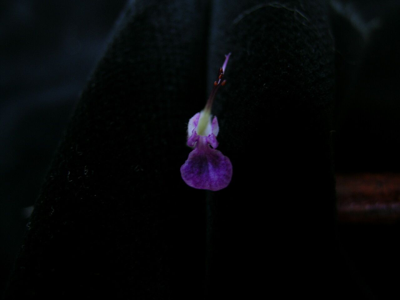Teucrium quadrifarium flower