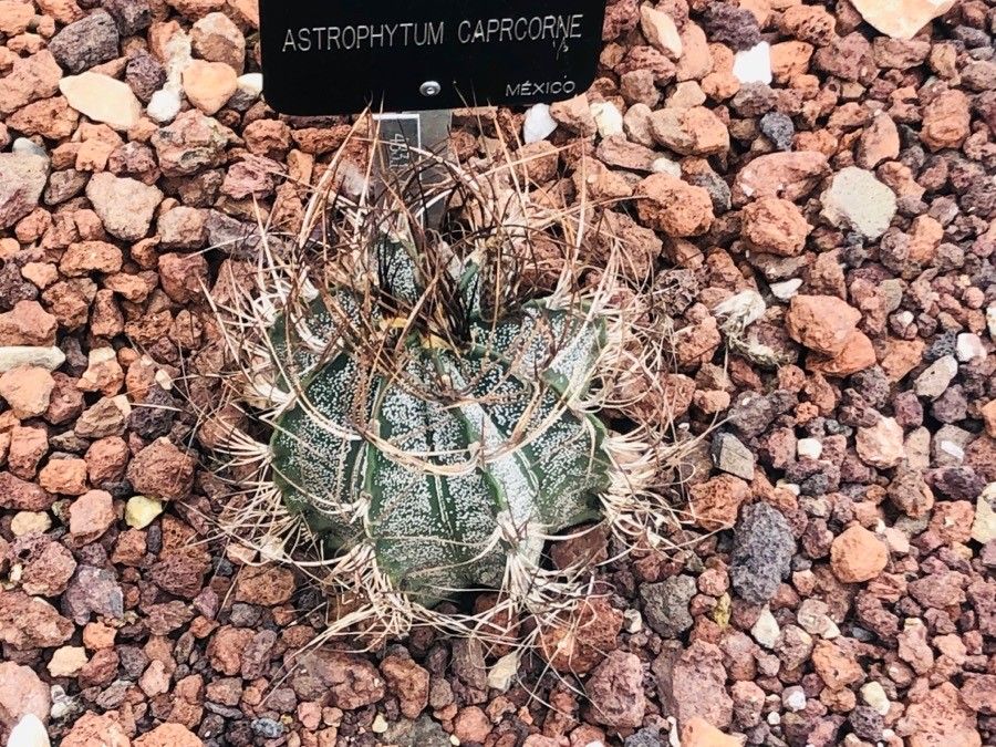 Astrophytum capricorne — related species from the same genus