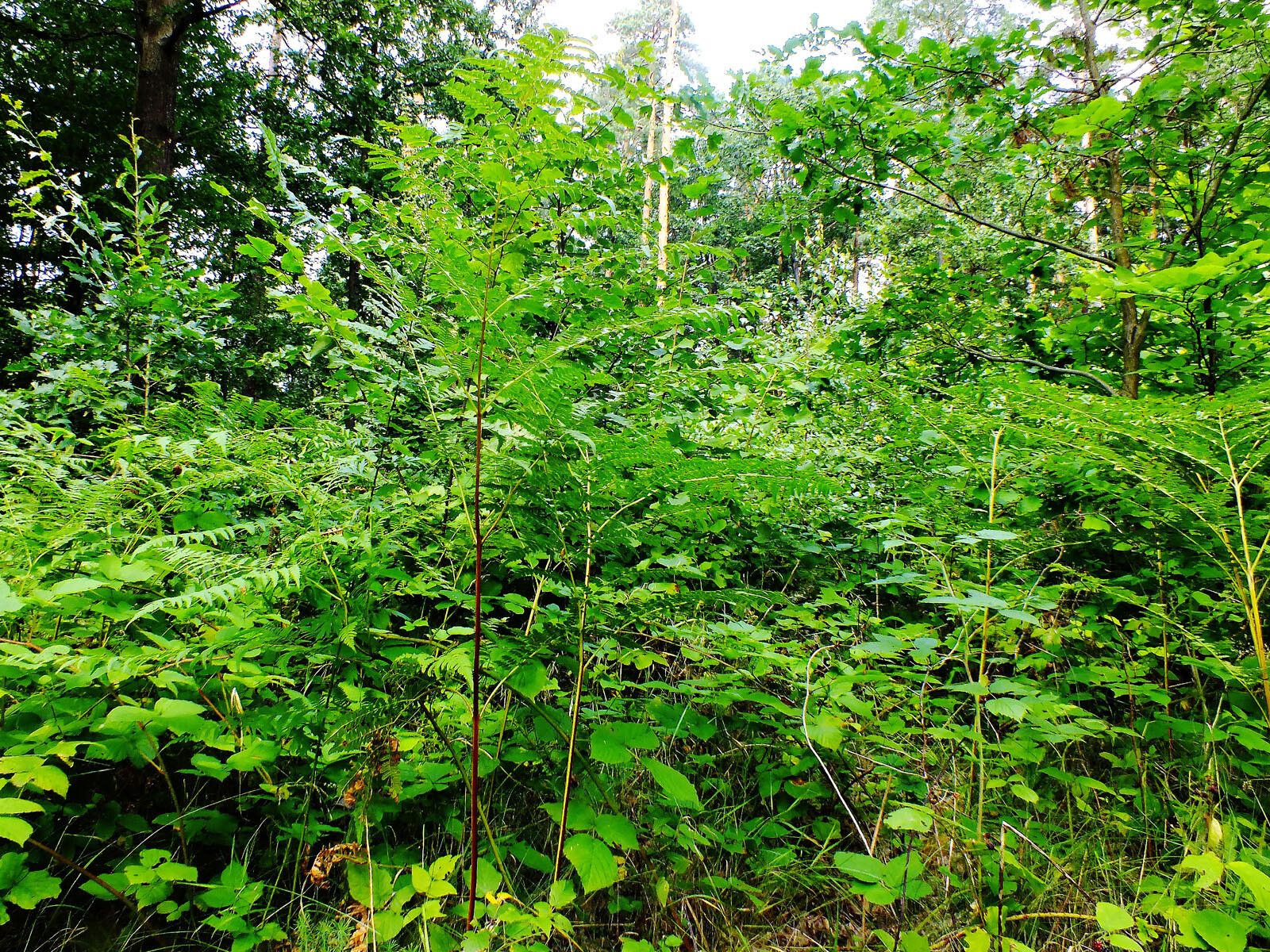 Dryopteris goldiana habit