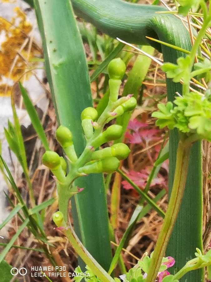 Fumaria densiflora fruit