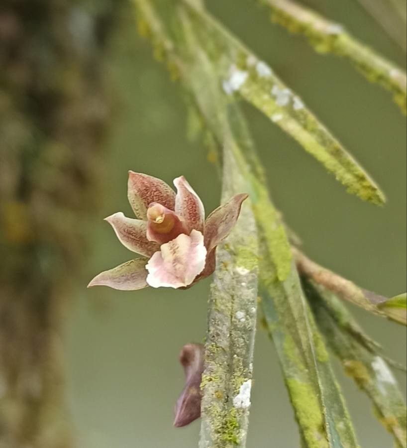 Scaphyglottis reflexa flower
