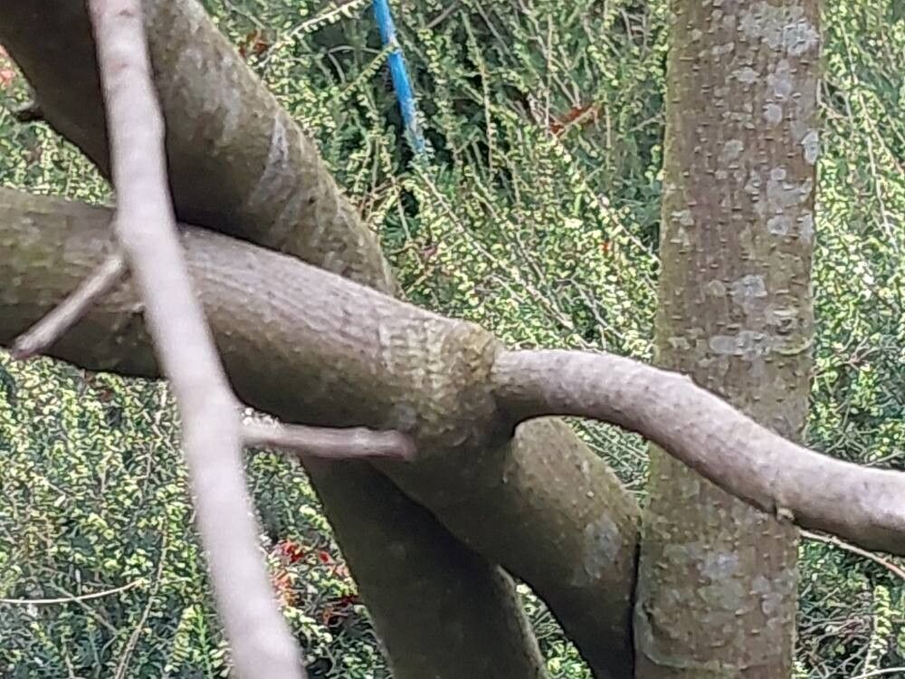 Magnolia yunnanensis bark