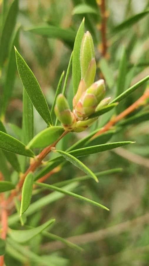 Callistemon phoeniceus other