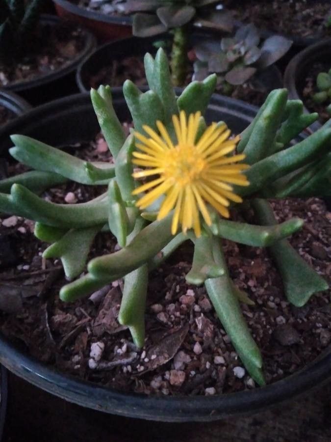 Rhombophyllum dolabriforme flower