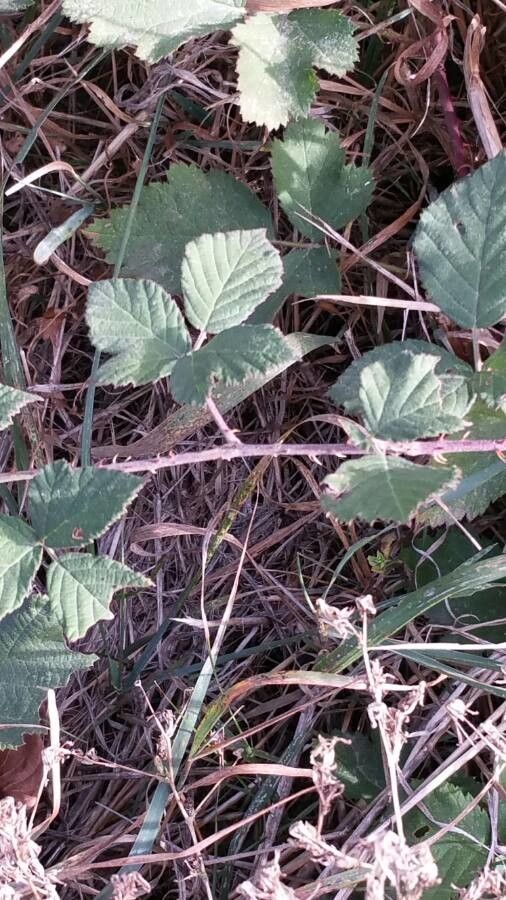 Rubus × collinus — houseplant care guide