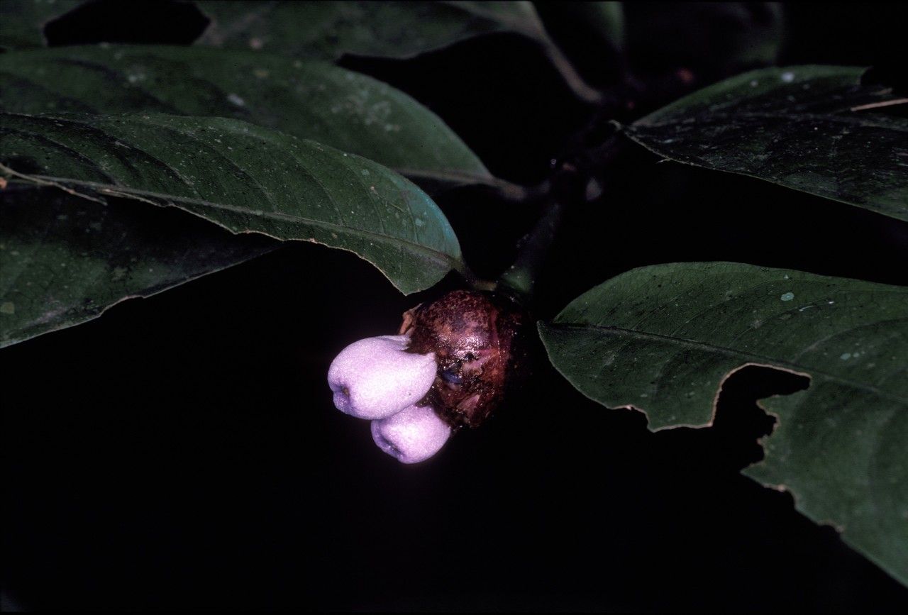 Psychotria amplifolia fruit