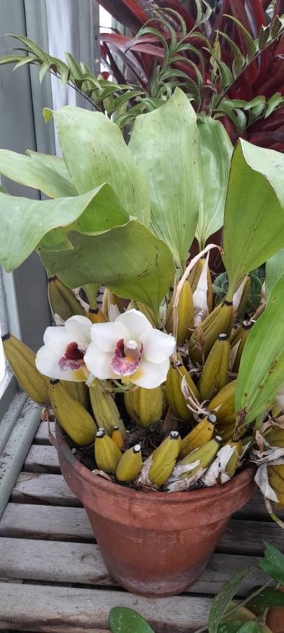 Bifrenaria tyrianthina habit