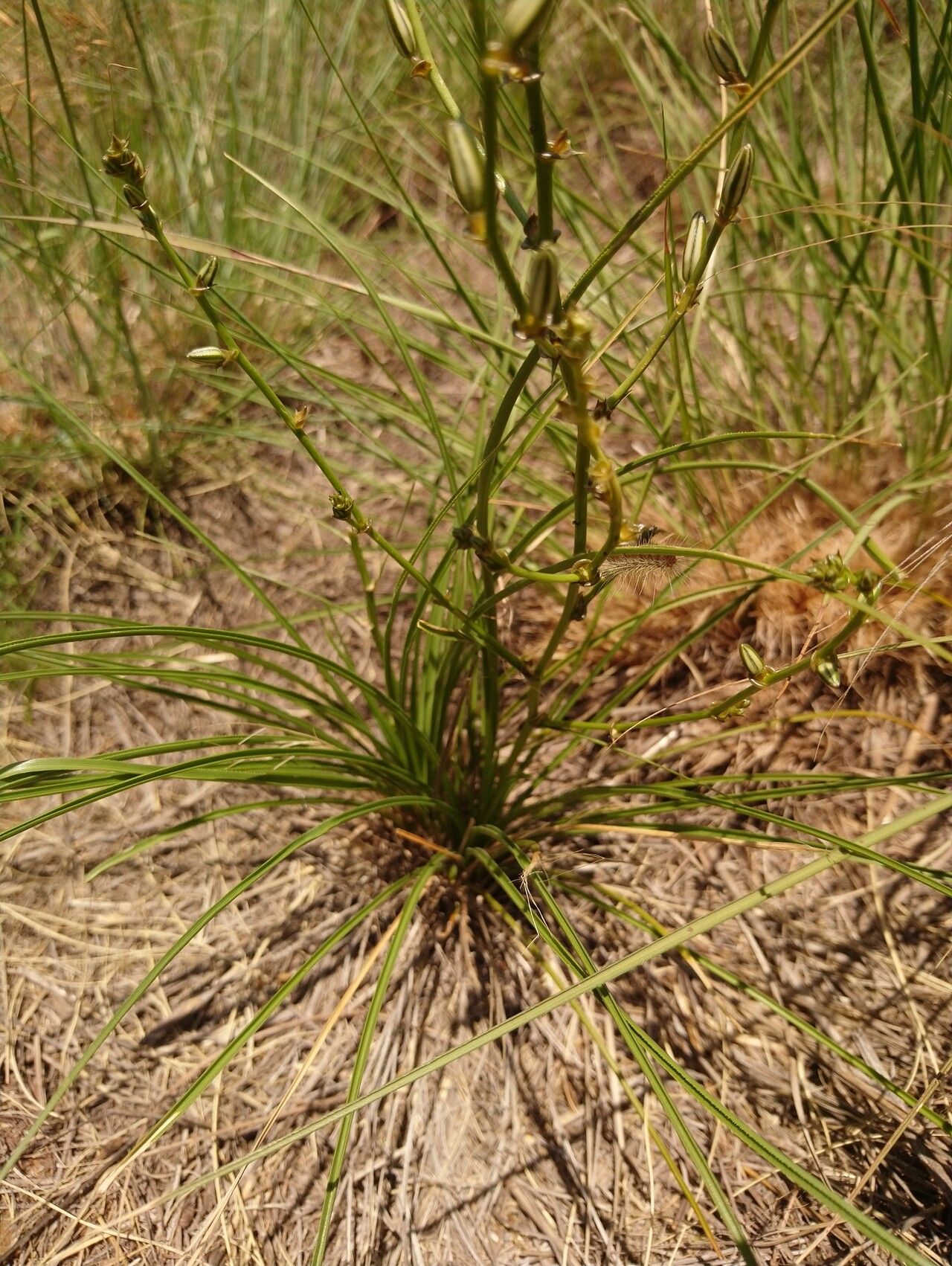 Chlorophytum recurvifolium flower