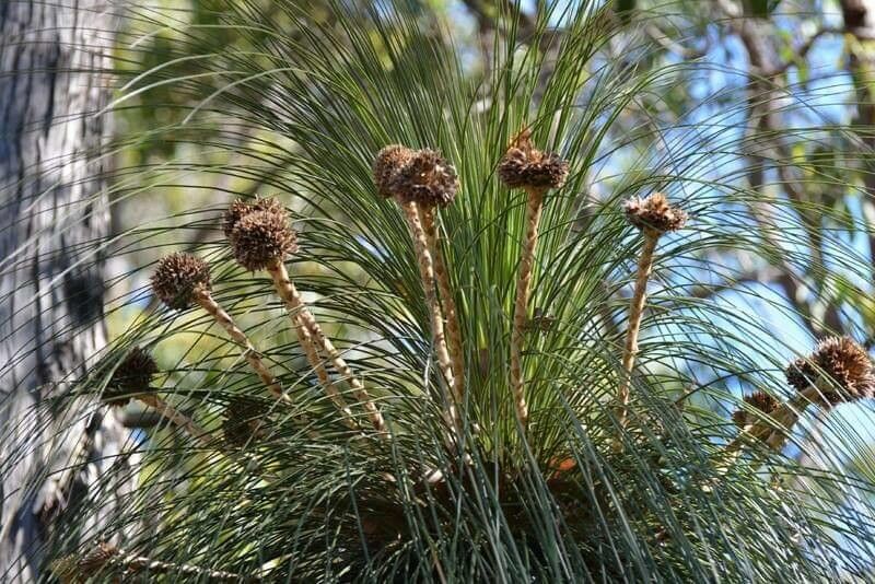 Kingia australis habit