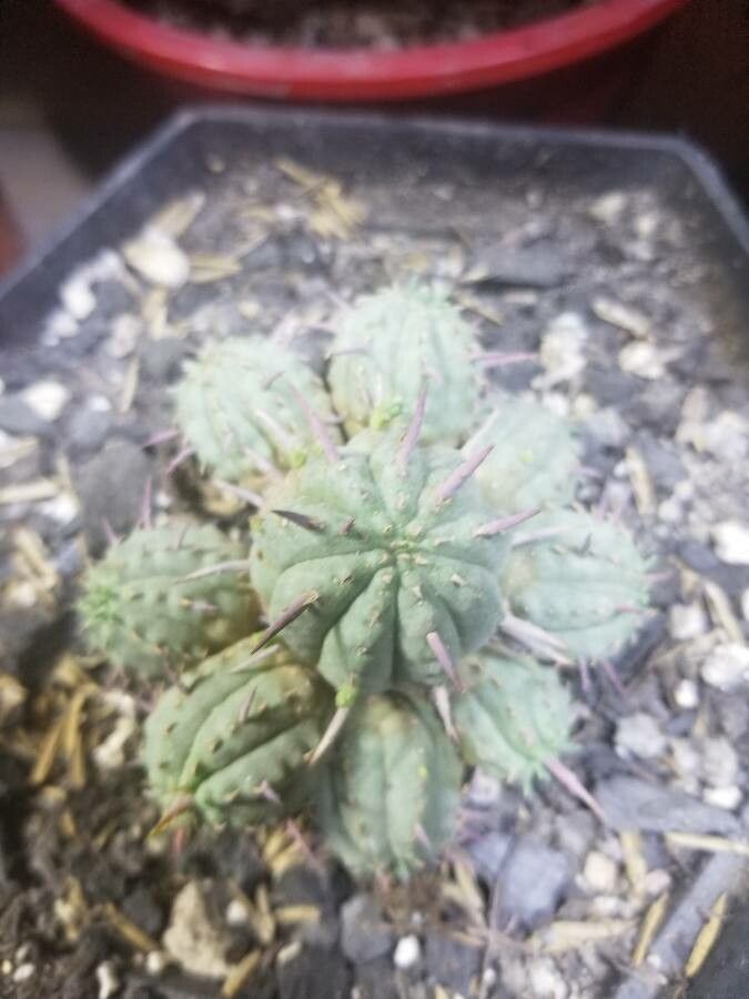 Euphorbia aggregata leaf